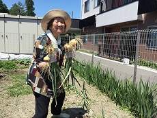 写真：高松さん玉ねぎ収穫.jpg
